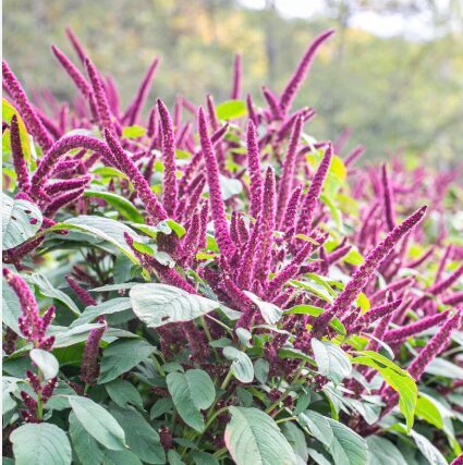 Amarants 'Guarijio'